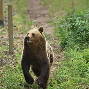 European brown bear (Ursus arctos arctos)