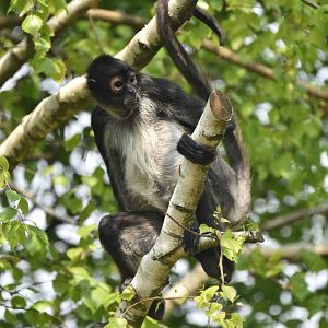 Yucatan spider monkey (Ateles geoffroyi yucatanensis)