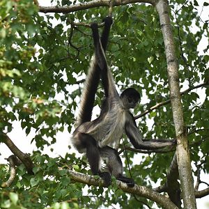 Yucatan spider monkey (Ateles geoffroyi yucatanensis)