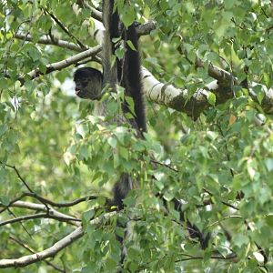 Yucatan spider monkey (Ateles geoffroyi yucatanensis)