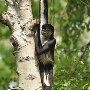 Yucatan spider monkey (Ateles geoffroyi yucatanensis)