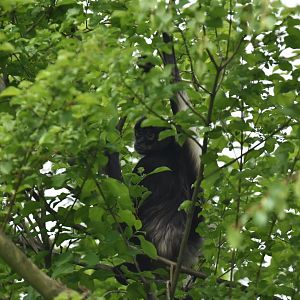 Yucatan spider monkey (Ateles geoffroyi yucatanensis)