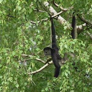 Yucatan spider monkey (Ateles geoffroyi yucatanensis)