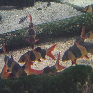 Clown Loaches - Zooparc de Beauval - 10/2020