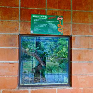 Golden lancehead exhibit - Sorocaba zoo (PZMQB)
