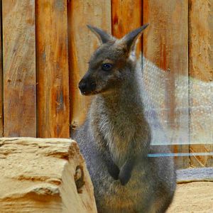 Wallaby - Zooparque Itatiba