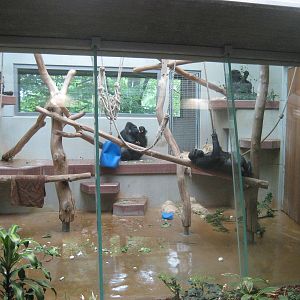 Wuppertal Zoo - Gorilla indoor exhibit