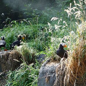 Puffin Exhibit