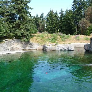 Harbour Seal Exhibit