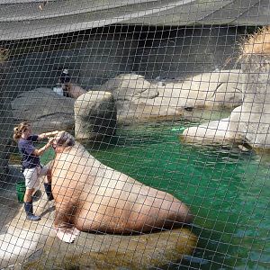 Walrus Exhibit
