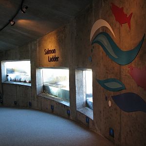 Salmon Ladder Interior Viewing