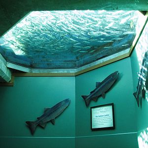Salmon Ladder Interior Viewing