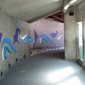 Marine Mammal Viewing