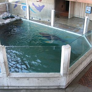 Northern Fur Seal Exhibit