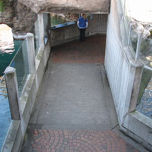 Marine Mammal Exhibit Viewing