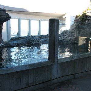 Sea Otter Exhibit