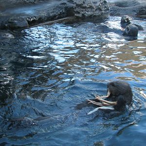 Sea Otters
