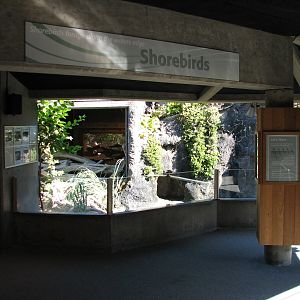 Shore Birds Exhibit