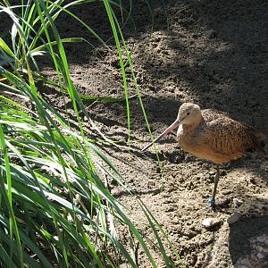 Shore Birds Exhibit