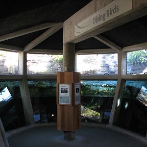 Diving Birds Exhibit