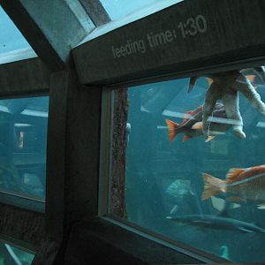 Under Water Dome