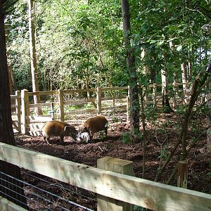 Red River Hog enclosure at Yorkshire WP 02/08/09