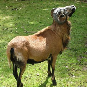 Cameroon Sheep at Wetlands WP 02/08/09