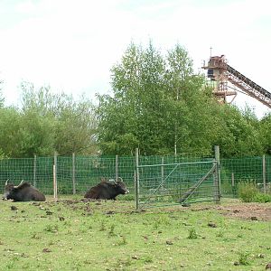 Yak paddock at Wetlands WP 02/08/09