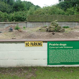 Prairie marmot enclosure at Wetlands WP 02/08/09