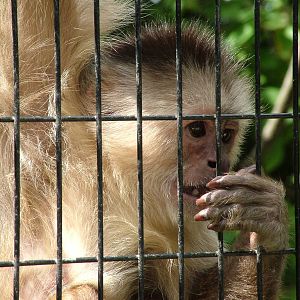 Pale-fronted Capuchin at Wetlands WP 02/08/09