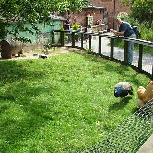 Skunk enclosure at Tropical Butterfly House 02/08/09