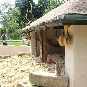 Meerkat enclosure at Tropical Butterfly House 02/08/09