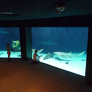 South Pacific Aquarium - 250,000 gallon tank