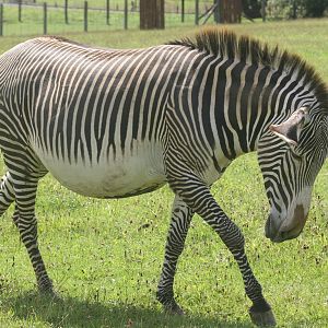 Grevy's zebra; Marwell; 2nd August 2009