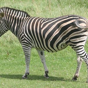 Chapman's zebra; Marwell; 2nd August 2009
