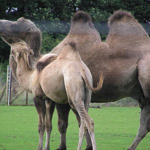 Wacker and Marmaduke the Bactrian Camels