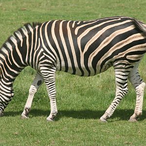Chapman's zebra; Marwell; 2nd August 2009