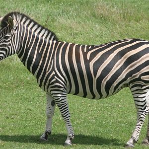 Chapman's zebra; Marwell; 2nd August 2009