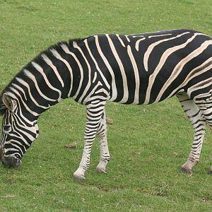 Chapman's zebra; Marwell; 2nd August 2009