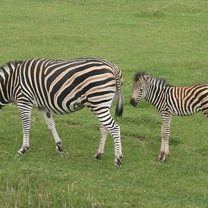 Chapman's zebra with foal; Marwell; 2nd August 2009
