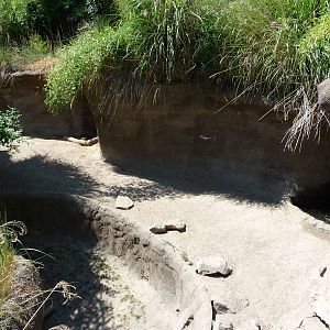 Asian Forest Sanctuary - Mineral Lick