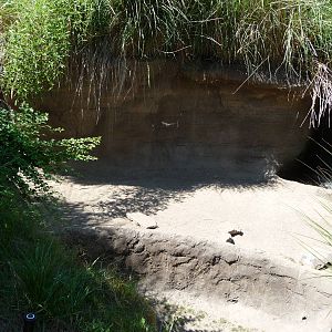 Asian Forest Sanctuary - Mineral Lick