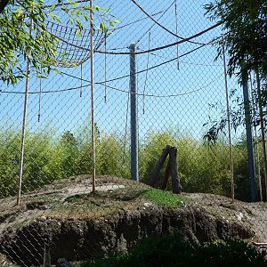 Asian Forest Sanctuary - Bamboo Forest