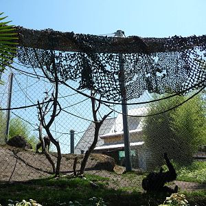 Asian Forest Sanctuary - Broadleaf Forest