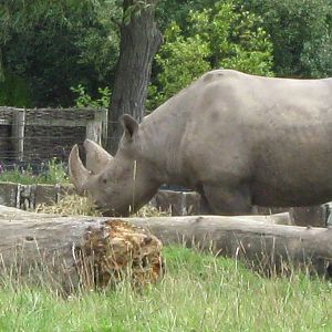 Black Rhino 3.8.09