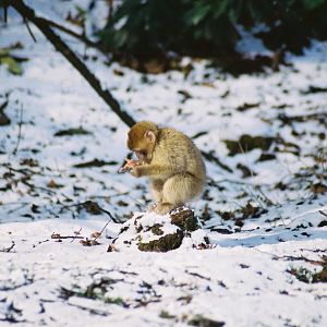 Monkey Forest Macaque