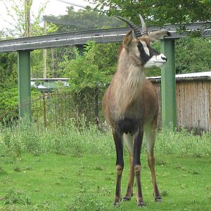 Roan Antelope 3.8.09