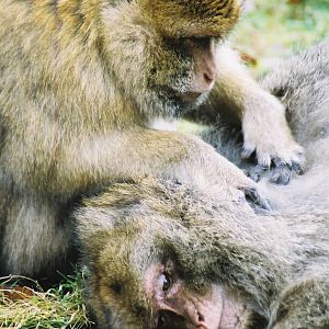Macaque7