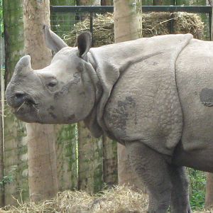 Indian Rhino 3.8.09