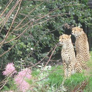 Cheetah's on a hill 3.8.09